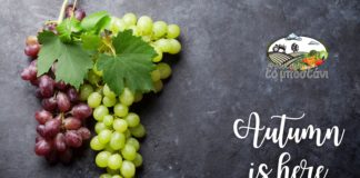 Ο μανάβης της καρκιάς σας