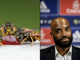 Μέλισσες τσίμπησαν τον Λακαζέτ και μένει εκτός για λίγες ημέρες!