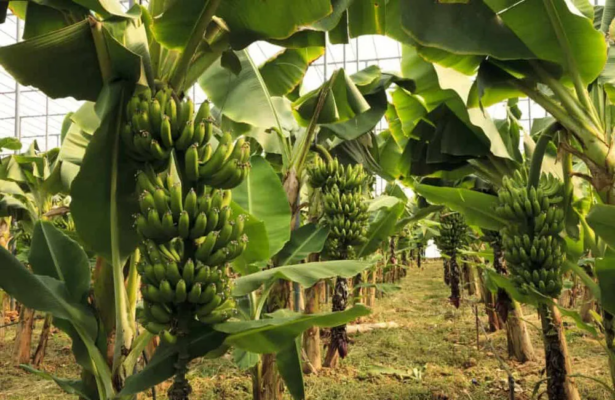bananes 615x400 kw59fu