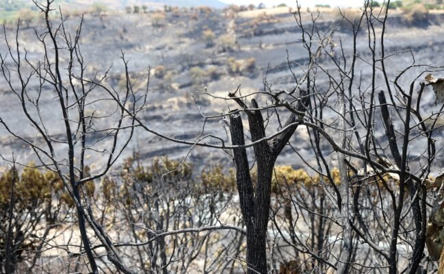 pirkagies 7 649x400 nkKUov