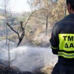 Παράτυπη και παράνομη η απόφαση Υπουργικού για Τμ. Δασών, αναφέρουν Πρώην Δ/ντες του Τμήματος – Kαλούν τον ΠτΔ να αναθεωρήσει 2 daswn 150x150 HomWv8