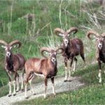 2312 agrino troodos 150x150 VUjWsT