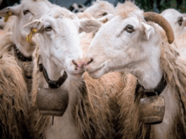 Στην Κύπρο οι εμπειρογνώμονες Κομισιόν για αφθώδη πυρετό στα κατεχόμενα