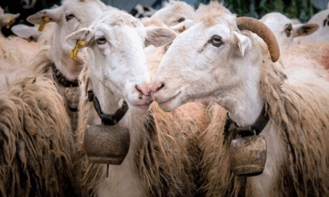 image 174 667x400 N7KSo4