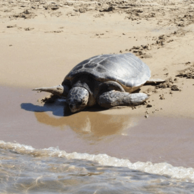 image 266 400x400 DlaIlM