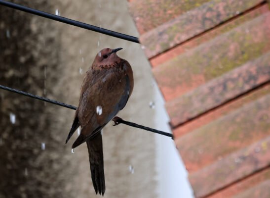 vroxi5 547x400 ZuzyrW