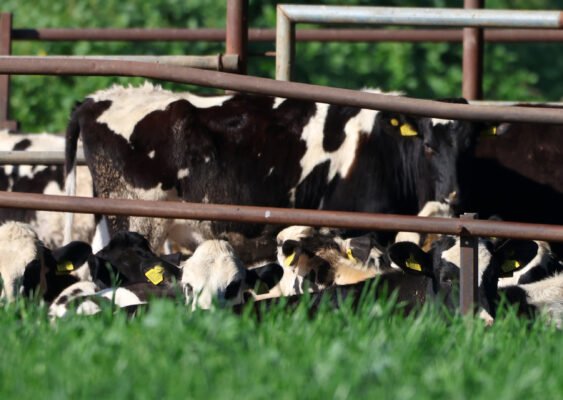 afthodisaradippou 5 563x400 5cmGda