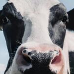 Εντοπίστηκε αφθώδης πυρετός σε μονάδα – Θανατώνονται άμεσα εκατοντάδες αγελάδες