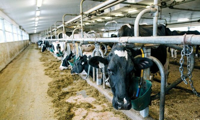 b 06 katseles1 667x400 YzGLzl