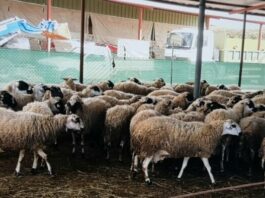 Κτηνιατρικές Υπηρεσίες: Χωρίς νέο κρούσμα αφθώδους πυρετού για τέταρτη ημέρα