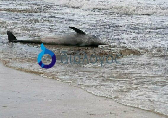 DELFINIPAFOS1 568x400 kCCVy4