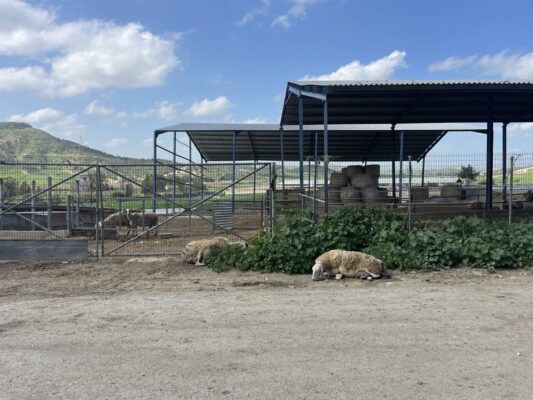 afthodis piretos larnaca 81 533x400 AWSQo6