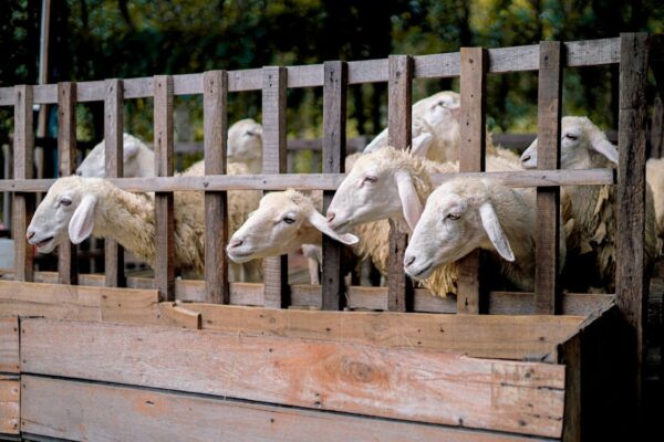 afthodis piretos1 600x400 Aqa2oN