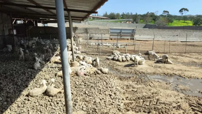 afthodis piretos 1 700x394