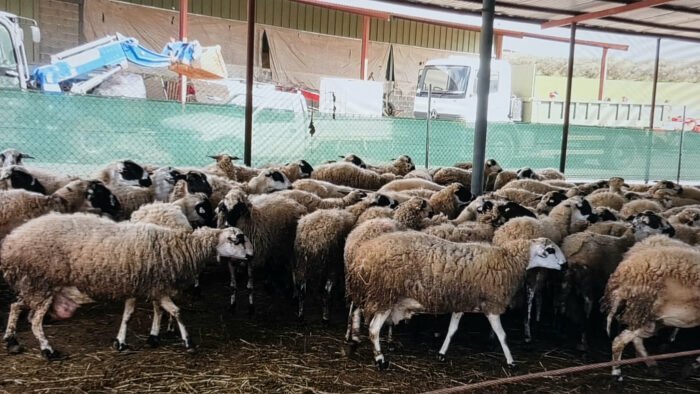 f76d45c8 3bb8 44d3 8aa1 3065ad468eca 700x394 IgZoBb