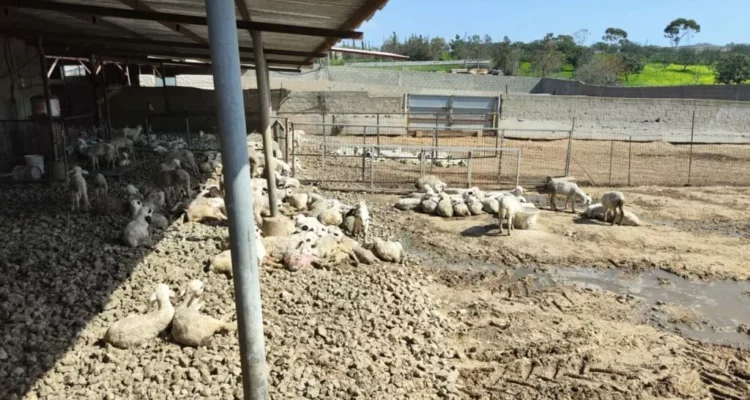 afthodis piretos 1 BCYNRX