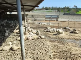 Αφθώδης Πυρετός: Εντοπίστηκαν άλλα πέντε κρούσματα σε Λάρνακα και Λευκωσία