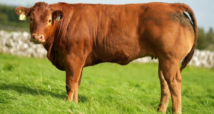 &Omicron; &Alpha;&phi;&theta;ώ&delta;&eta;&sigmaf; &pi;&upsilon;&rho;&epsilon;&tau;ό&sigmaf; &chi;&tau;ύ&pi;&eta;&sigma;&epsilon; &kappa;&alpha;&iota; &tau;&iota;&sigmaf; &sigma;&pi;ά&nu;&iota;&epsilon;&sigmaf; &phi;&upsilon;&lambda;έ&sigmaf; &zeta;ώ&omega;&nu; &ndash; &Alpha;&pi;&omicron;&tau;&upsilon;&chi;ί&alpha; &pi;&rho;&omicron;&sigma;&tau;&alpha;&sigma;ί&alpha;&sigmaf; &tau;&omicron;&upsilon;&sigmaf;