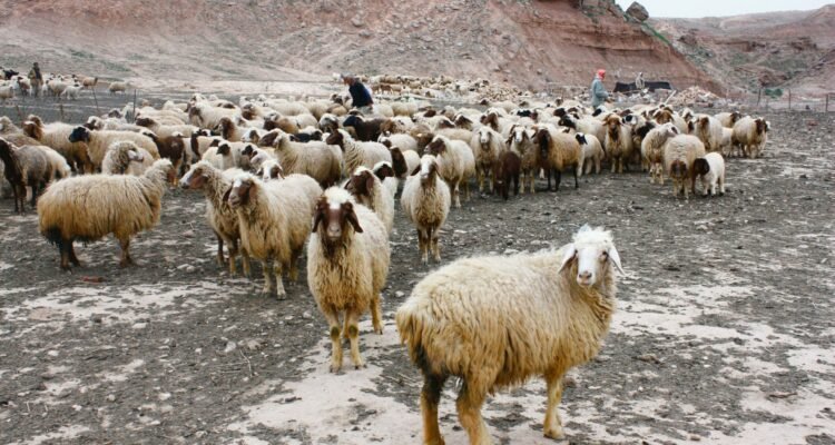 sheep tail fat food season nima hatami scaled zPFEeJ