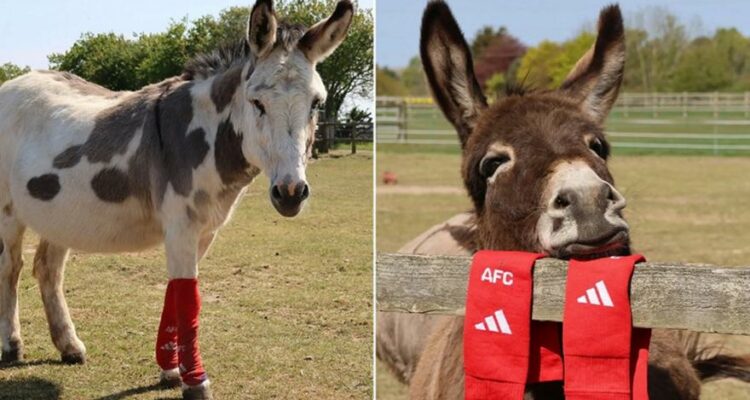 hb op arsenal donkey 182528